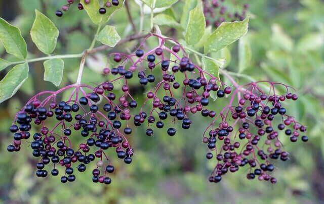 An elderberry plant with purple berries.