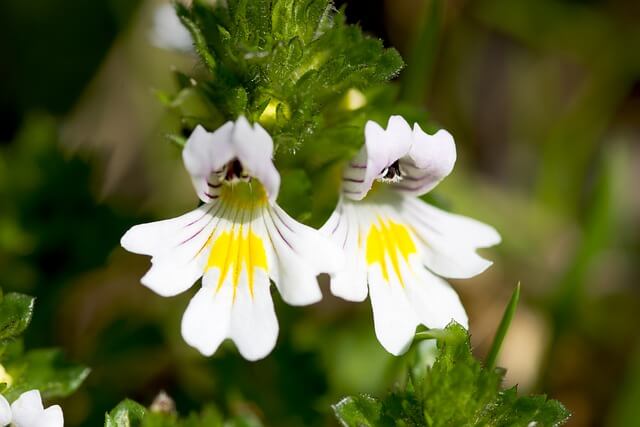The Euphrasia or Eyebright herb plant flowering.