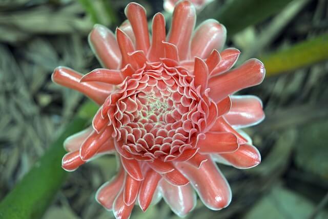 Galangal flower.