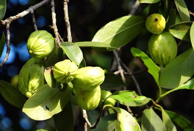 Garcinia Cambogia plant.