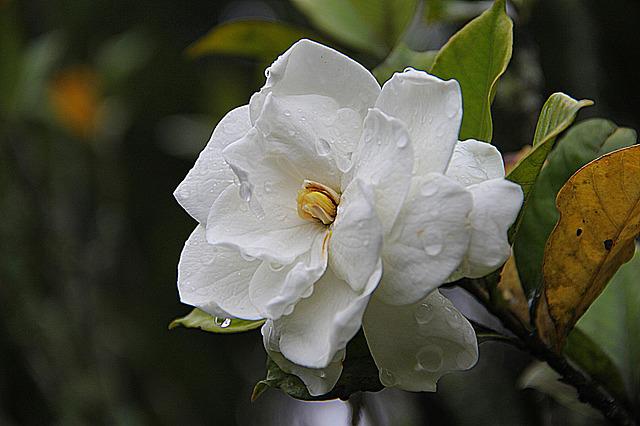 Gardenia flower.