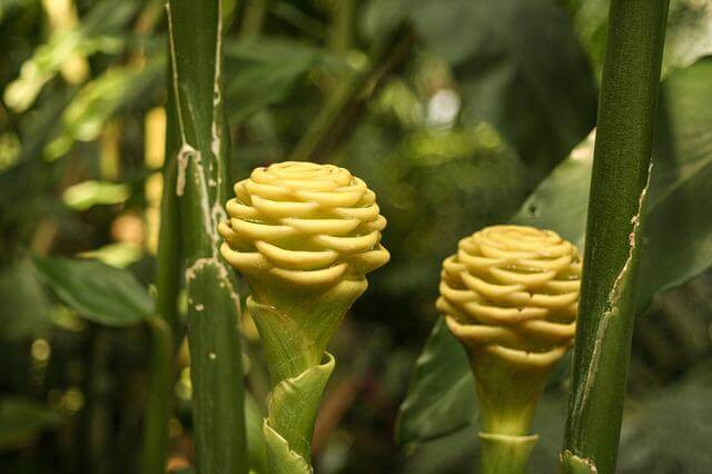 Ginger plant.