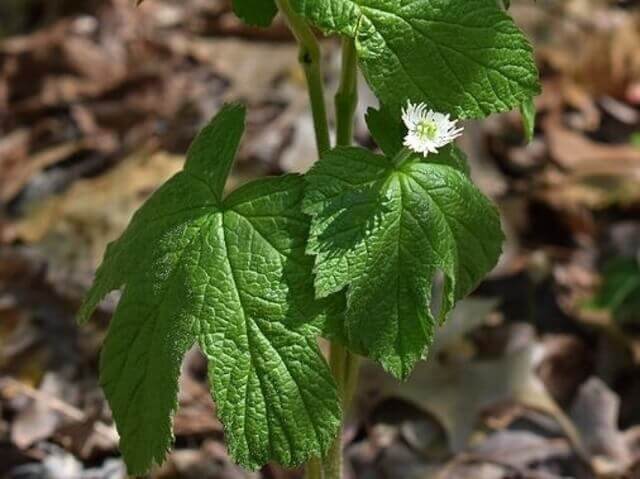 A Goldenseal plant.