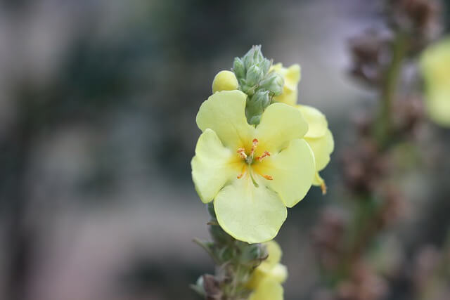 A Great Mullein plant with yellow flowers.