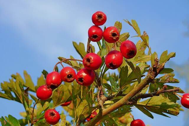 A hawthorn tree with red berries.