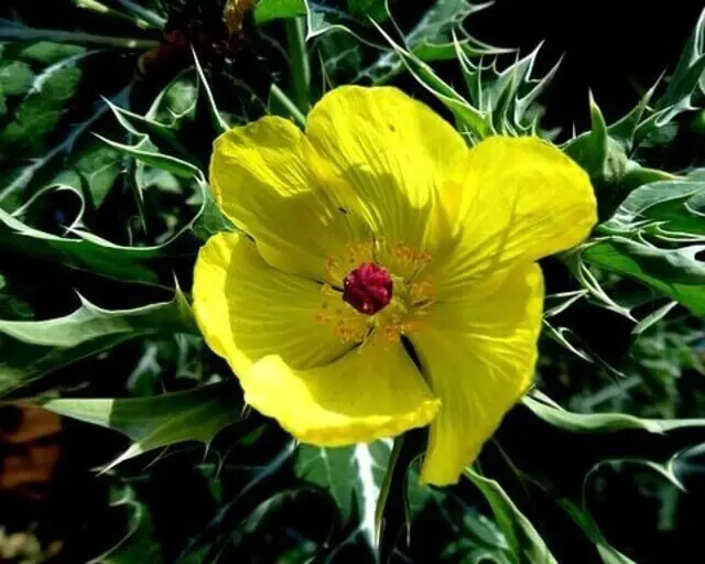 A holy thistle herb plant with a yellow flower.