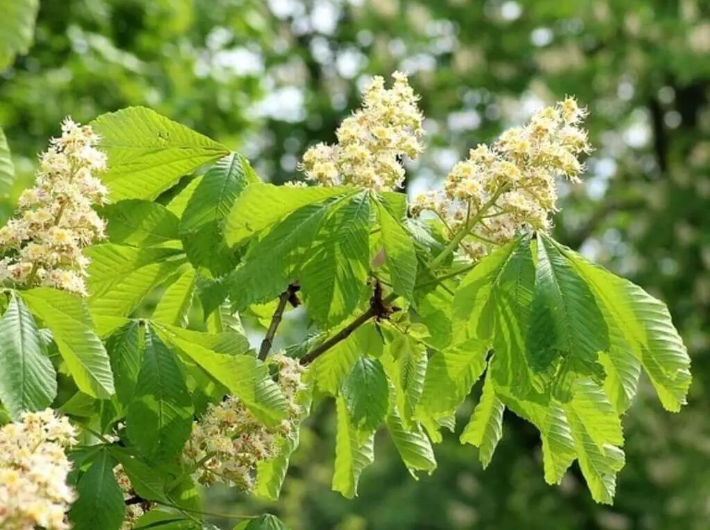 A horse chestnut tree with blossoms.