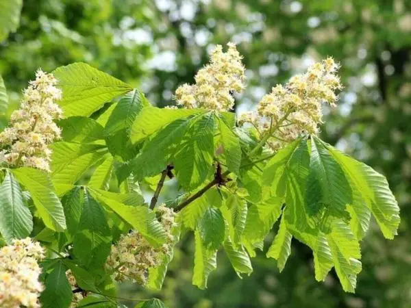 A horse chestnut tree with blossoms.