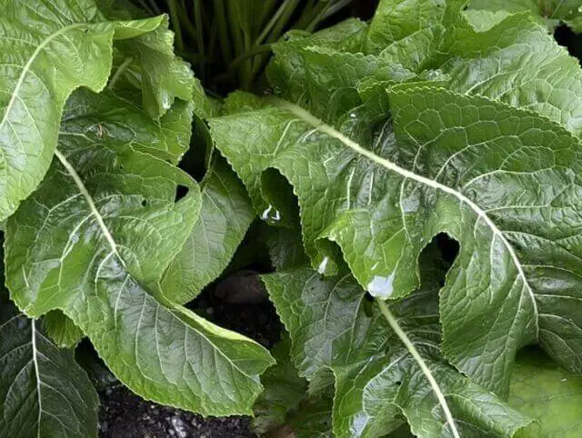 A Horseradish (Armoracia rusticana) plant.