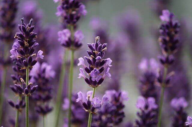 Lavender plants.