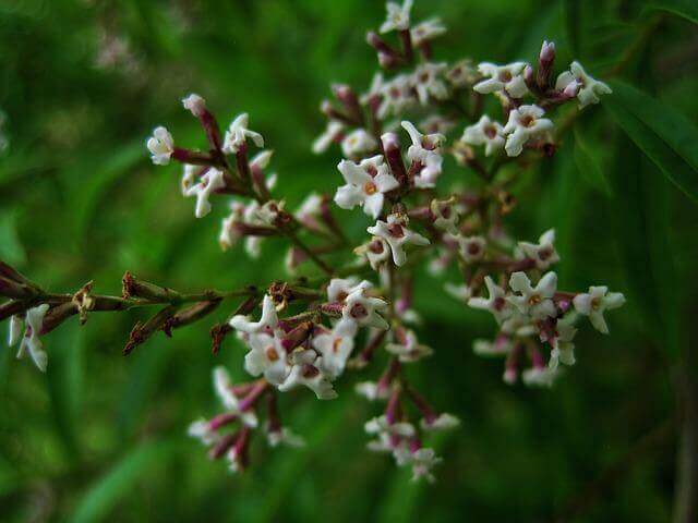 A Lemon verbena plant blossoming. 