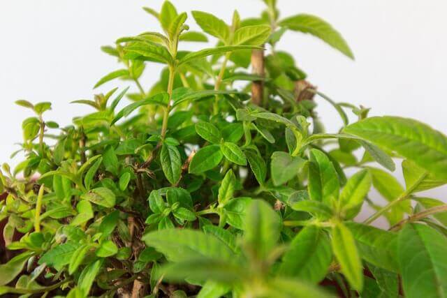 A lemon verbena plant.