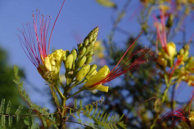 A locust bean tree.