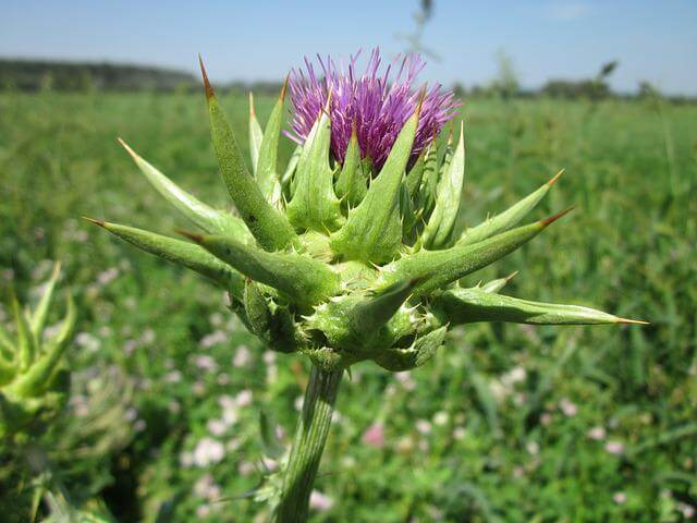 A milk thistle plant blooming.