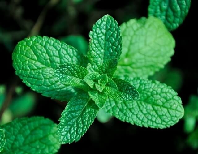 The leaves of a mint plant.