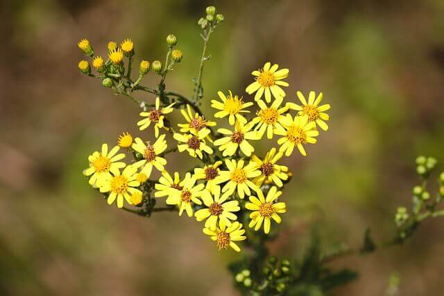 Ragwort plant with yellow blossoms, growing wild.
