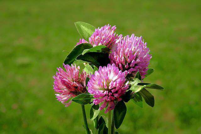 Red clover (Trifolium pratense) with pink blossoms.