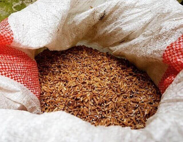 Red rice just picked.