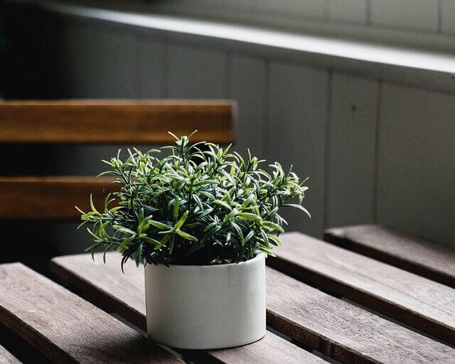 A Rosemary plant in a white pot on a picnic table.