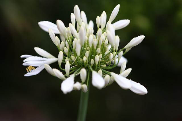 A wild garlic flower.