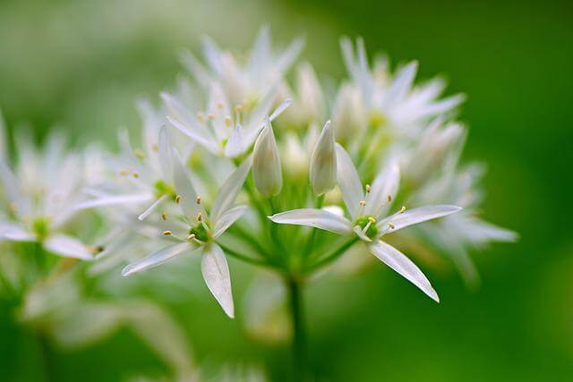 Wild garlic flower.