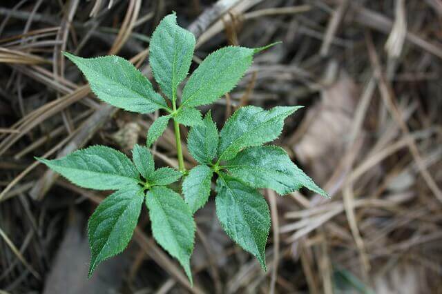 A Siberian ginseng plant growing outdoors.