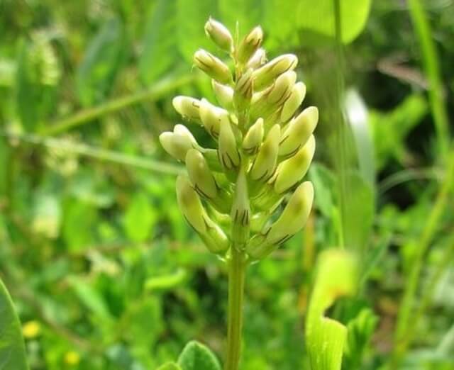 A licorice root plant.