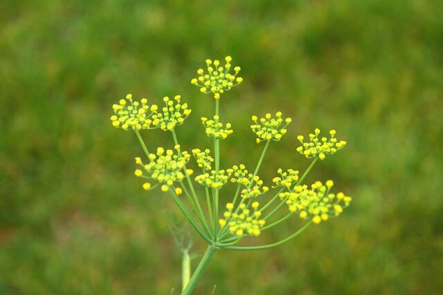 A Fennel plant with tiny yellow flowers.