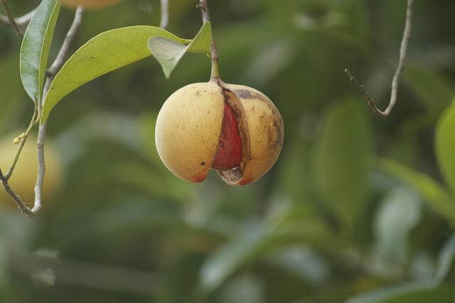 A nutmeg tree.