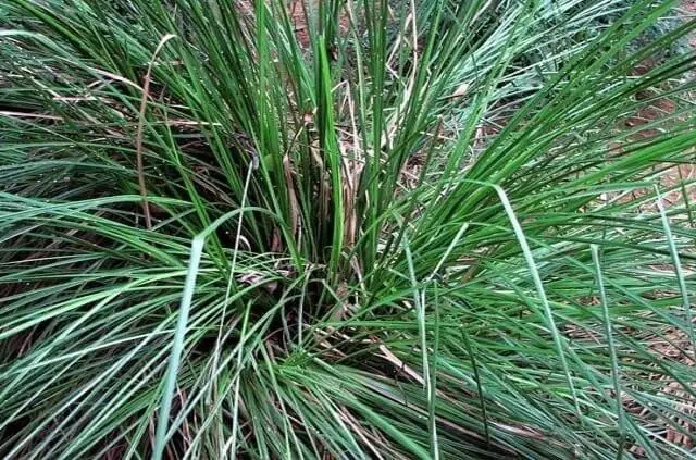 vetiver plant (Vetiveria zizanoides)