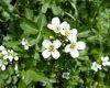 A Watercress plant with white blossoms.
