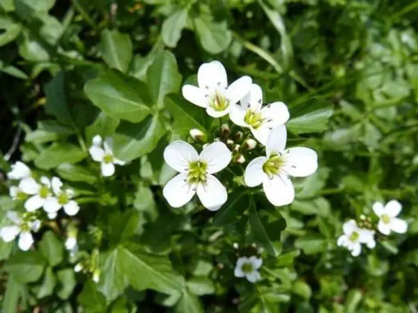 A Watercress plant with white blossoms.