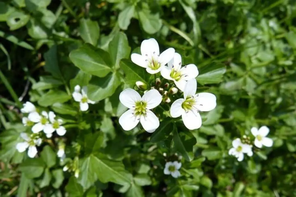 A Watercress plant with white blossoms.