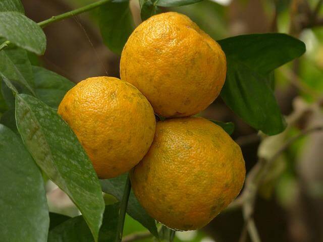 A bitter orange tree with yellow fruit.