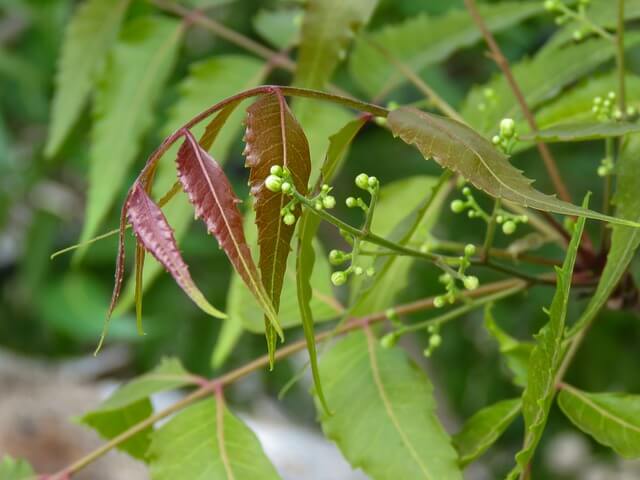 A Neem tree with small buds appearing.