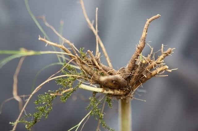 valeriana-officinalis-root