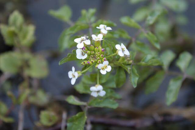A watercress plant with tiny white flowers.