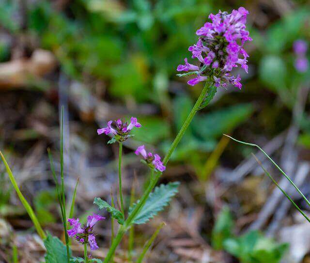 Wood Betony (Stachys officinalis) herb plant.