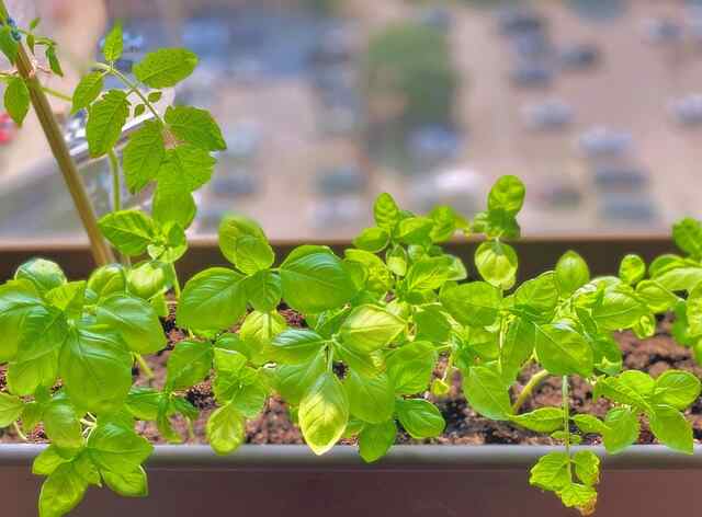 Basil plants growing on an apartment windowsill.