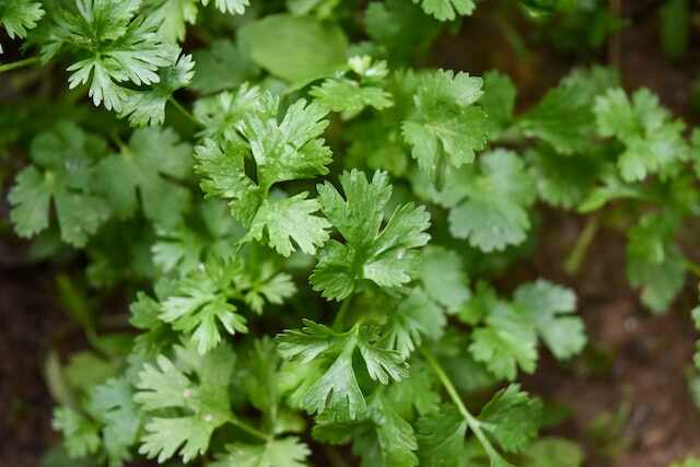 A bunch of coriander leaves.