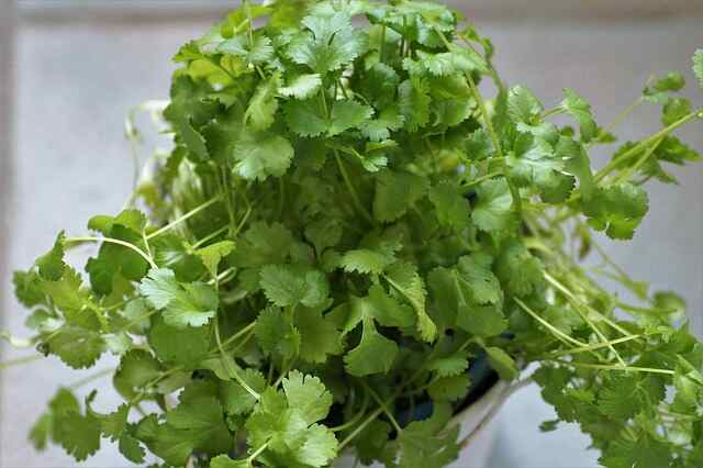 A coriander plant on a table.
