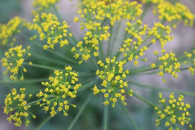 A dill plant flowering.