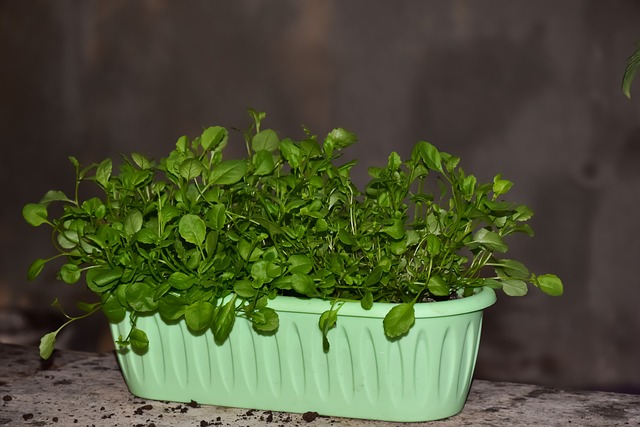 Herb plant growing indoors on a ledge.