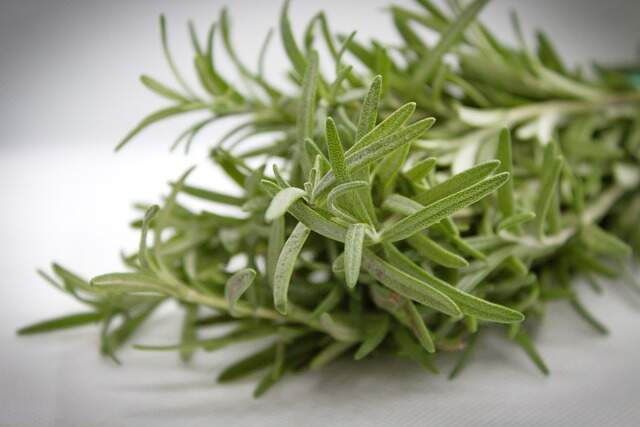 Fresh rosemary cut off the main plant ready for harvest.