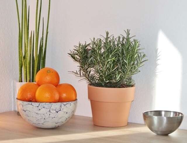 A rosemary herb plant on a kitchen countertop.