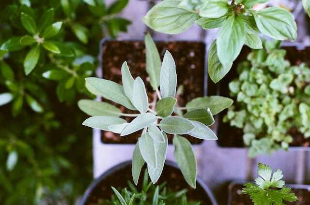 A sage plant growing indoors.