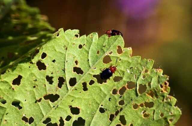 Black beetles eating away at a plant leaf.