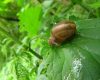 A snail feding on a plant in the garden.