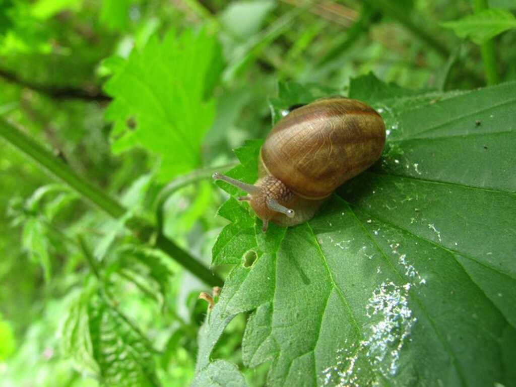 A snail feding on a plant in the garden.