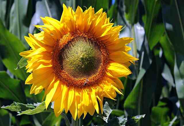 A sunflower plant.
